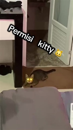 ##balicat #sreetcat #demoncat #devilcat #kucing