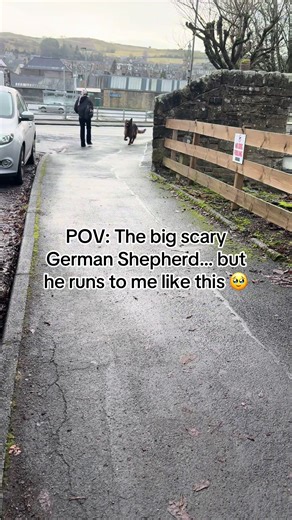 The Emotional Bond with My German Shepherd