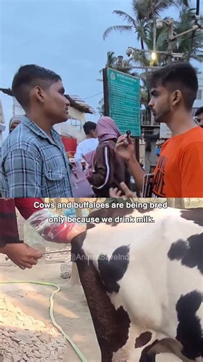 Animal Climate and Health Save Foundation on Instagram: "🐄💔 The Reality Behind Every Glass of Milk Cows, buffaloes, and their calves are not born naturally into this world — they are forcefully brought into existence through artificial impregnation only to produce milk for human consumption. Their babies are taken away, their bodies are used for years, and when they become “unprofitable,” they are sent to slaughter. This cycle is not an accident — it is the foundation of the dairy industry. Mi