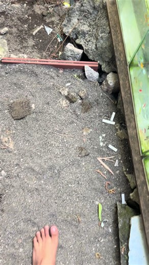 VERY GOOD FILIMON. SABAY SABAY BA NAMAN BINUNTIS ANG MGA ASAWA NYA. PALDO. #crayfish #guppy #molly #aquafarm #fyp