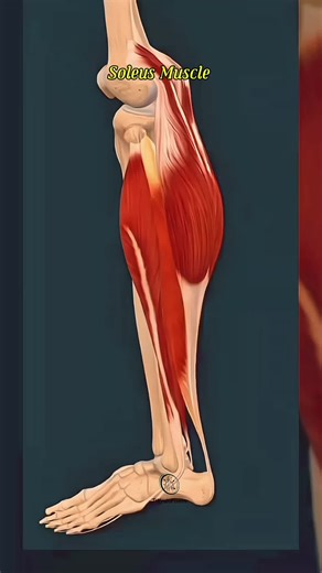 Soleus Muscle #medicalstudent #anatomy #physiofixers #muscle #foryou