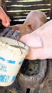 168K views · 126 reactions | 3 Ways to Raise Pigs for BIG Farmhouse...