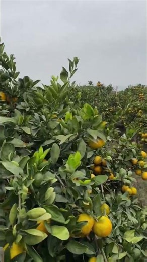 A Taste of Orange Farming: A Journey into India’s Citrus Revolution