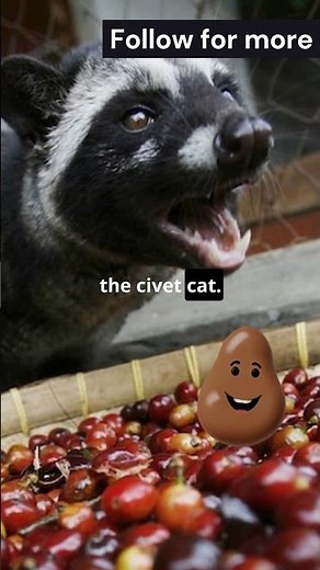 The Secret of the Most Expensive Coffee!!