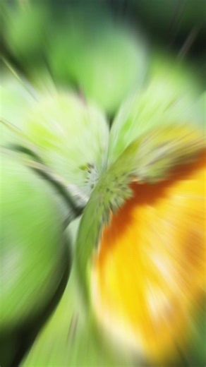 #CapCut #mangga #masakpohon #harummanis #probolinggo #kalimantan #pasarbuah