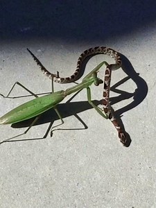 snake vs grasshopper #snake #grasshopper #wildlifephotography