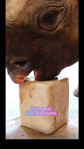 Animals Are Addicted to This—Here’s Why