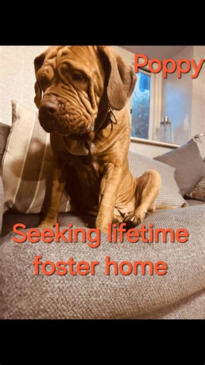 20K views · 157 reactions | ✨️ Forever Fosterneeded ✨️ all vet costs...