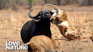 1.8M views · 44K reactions | A pride of #lions uses clever tactics to lure a lone buffalo into a deadly ambush. But the #buffalo is no easy prey. With powerful horns and a fierce will to survive, it fights back with all its might. | Love Nature | Facebook