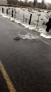 "Why did the fish cross the road?" 🐟 Check out footage from this afternoon in Shelton, Washington. Thanks to Luana Tiller for sharing. kng5.tv/MondayWinds | KING 5