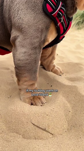 British Bulldog Fury: Flirty, Funny, and Always a Gentleman