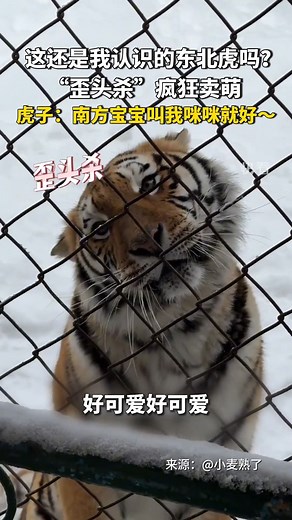 Blueberry TV | 这真的是东北虎？会嘤嘤嘤，还会歪头杀卖萌！#tiger #baby #lovely #funny #cute #interesting | Instagram