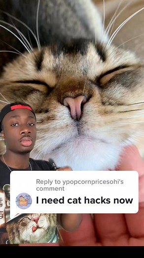 Cats are the tsunderes of nature but they can be reasoned with #cat #cathacks #Pets #nature #animals | Mndiaye Review