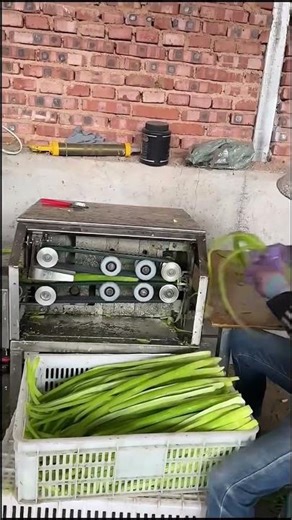 Machine-Assisted Leek Splitting for Commercial Processing