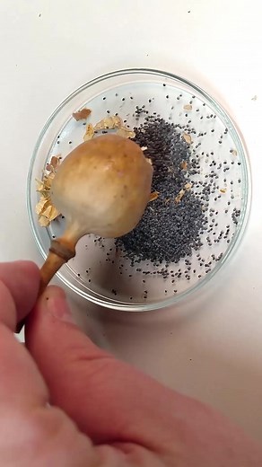 Poppy Growth Timelapse