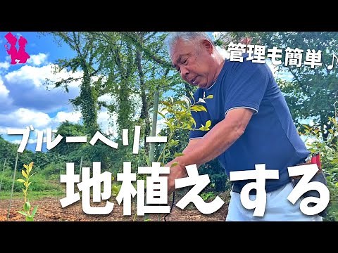 [Easy to manage] A professional farmer will teach you how to plant blueberries in the ground