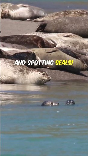 Top 5 Must Visit Beaches in Cape Cod! 2024 #travel #vacation