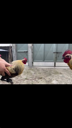 ⭐️Merry Christmas Everyone🎄 Bagong Harvest Super Brown Red X Popeye Grey!! Unang Sayaw🧨🎇🧨 | Dbt Breeder