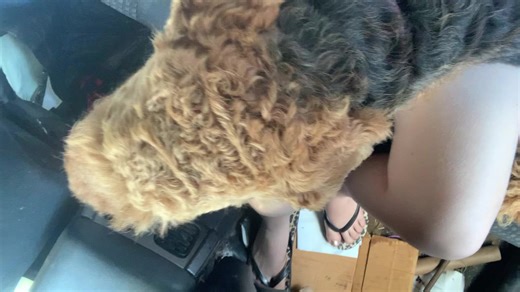 Who said big dogs were to big to cuddle on your lap SHOW ME UR DOGGIES #airedale #airedaleterrier #fyp #lapdog #show