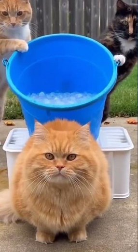 Ice Bucket Challenge