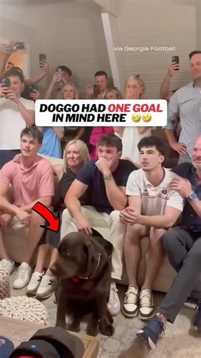 Oscar Delp's dog didn't care much about him being drafted to the Saints 😅 #saints #nfldraft