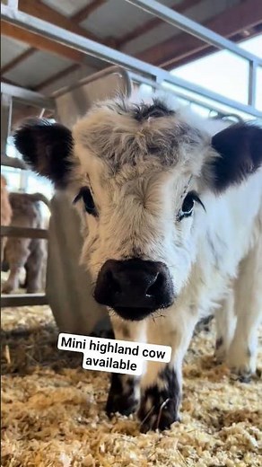 mini highland cows for sale