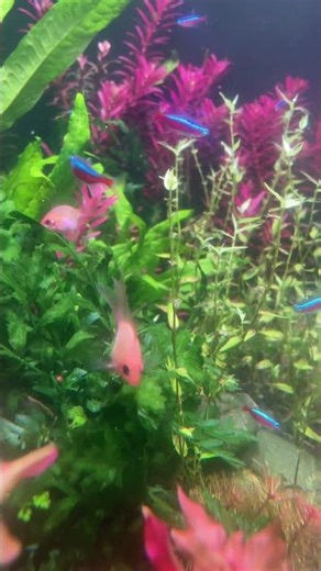 The tropical fish features of a water tank. #fishtank