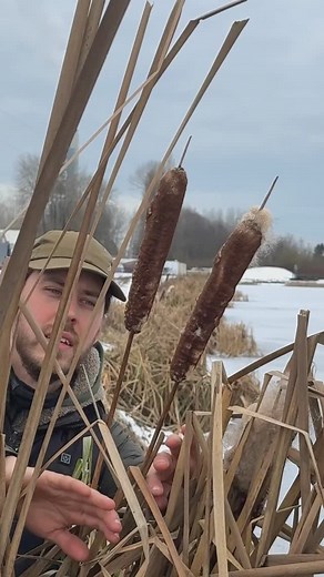Cattail: The Supermarket of Freshwater Shores 🌾 Cattail is a super plant with a surprising number of uses for survival and everyday life. Fire & Insulation: The fluffy seed heads act as natural tinder, igniting easily to start fires. They can also be stuffed into clothing for insulation in cold weather. 🔥 Nutritious Root: Packed with starch, the root can be cooked for a buttery texture with a flavor resembling a mix between potatoes and artichokes. 🥔 Bread: The starch can be extracted and dri