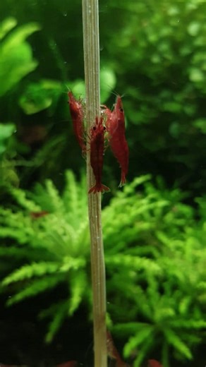 10K views · 239 reactions | Just watch this, stress melt away.❤️ #shrimphatchery #shrimpaquarium #shrimpkeeping #aquariumlife #aquarium #aquariumhobby #shrimptank #fblifestyle | Shrimp Hatchery | Facebook