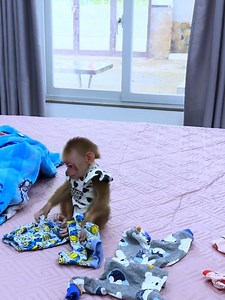 Wow monkey Kyo choose beautiful clothes for wear#Monkey #MonkeyBusiness #MonkeyLove #MonkeyingAround #CuteMonkeys #FunnyAnimals #MonkeyLove #Wildlife #AnimalVideos | Monkey Live Show