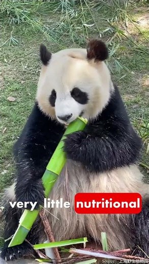 The Secret Zoo Trick That Saves Baby Pandas