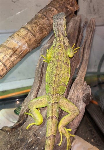 Adorable Iguana Relaxing in the Sun