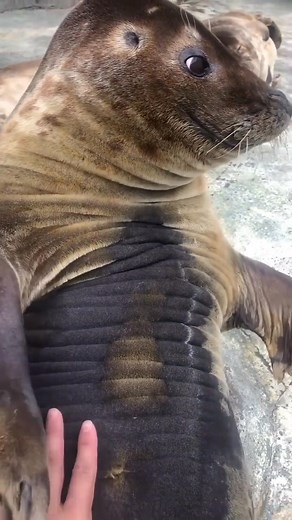 Awww! 🥰🥰🥰 #Dugong | Ren Azren