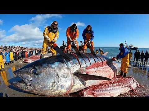 The $2 Million Atlantic Bluefin Tuna Catch | Real Sea Harvest Documentary