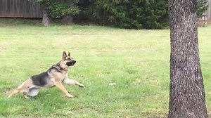 Adorable German Shepherd Goes Nuts Over The Flying Squirrel!