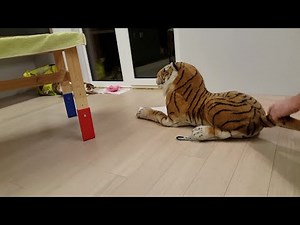 Cat is afraid of a tiger toy