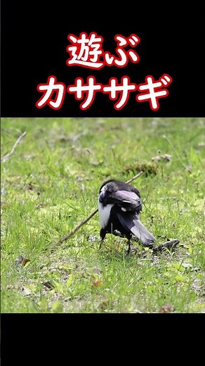 遊ぶカササギ