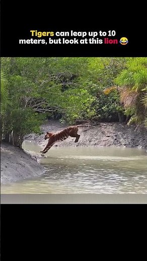 Tiger vs Lion Jump – Who Jumps Farther?