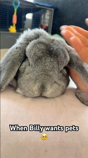 Billy bunny asking for pets 🐰