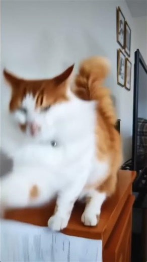 When your cat's had enough #catsofyoutube #angry #simba