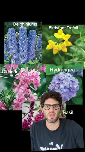 Victorian Flower Language: The Secret Messages of Flowers