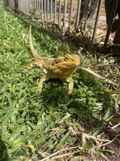Cute Blueberry Bearded Dragon