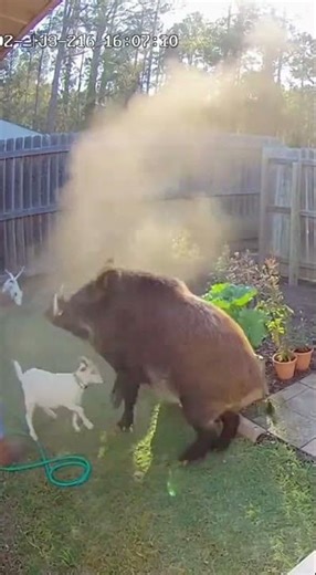 Wild Boar Breaks Into Backyard — Then This Happens #animalhero #loyaldog #securityfootage