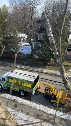 One With Nature Tree Service on Instagram: "Tree removal in Pennsauken NJ"