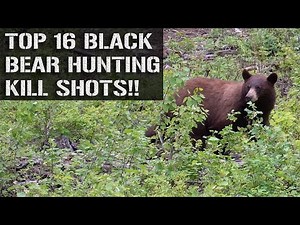 TOP 16 BLACK BEAR HUNTING KILL SHOTS!!