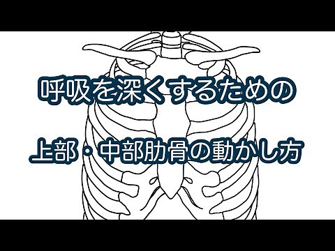 呼吸を深くするための上部・中部肋骨の動かし方をわかりやすく解説