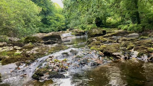 River Tavy at Creason woods today, Dartmoor, Devon. | Rachel Burch Westcountry Photography