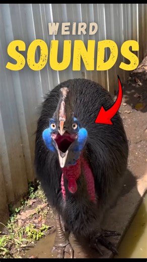 The Weirdest Bird Noises Ever Recorded 🔊🐦