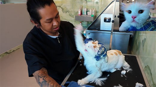 Fluffy’s wild grooming session ⚠️