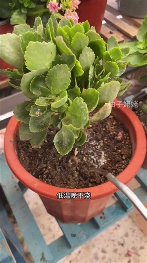 Top Tips: Mastering Kalanchoe Watering for Vibrant Blooms